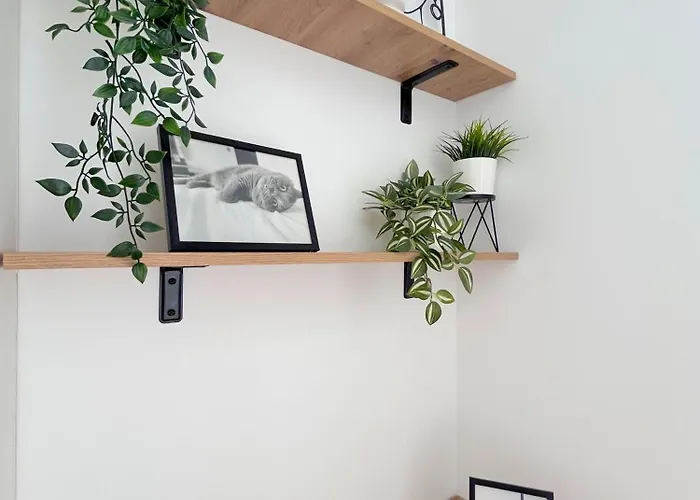 Апартаменты The First House Тимишоара